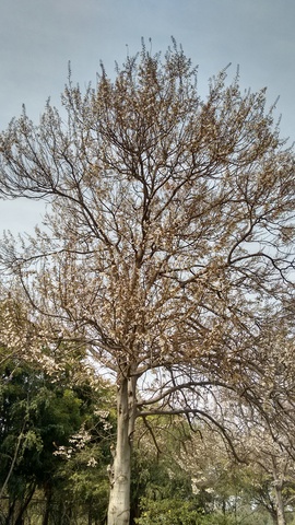 white blooming flower tree