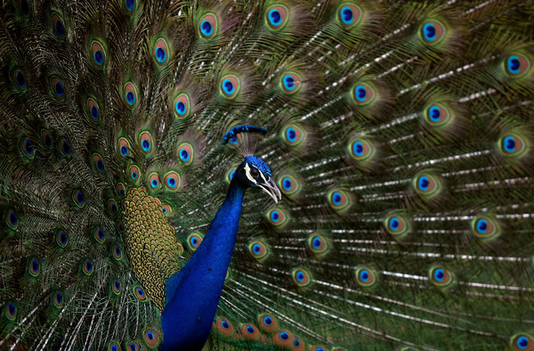 A peacock at Delhi Golf Club