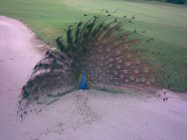 At DGC