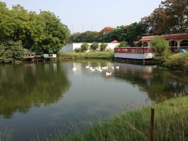 Water body in front of 8th tee of Lucknow Golf Course
