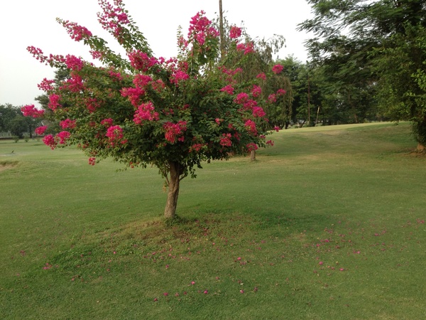 Bougainvillea near 8th Green